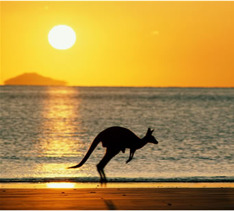 australia_kangaroo